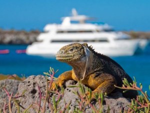 Galapagos Islands Luxury Cruises