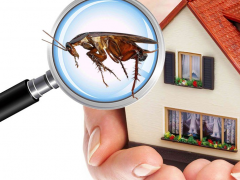 5 Effective DIY Pest Control Tips for Homeowners