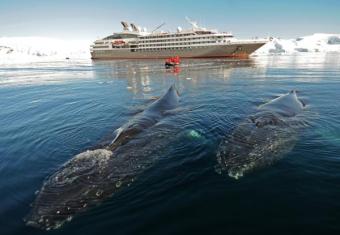 Antarctica Cruise Vacation: Guide to Enjoying Your Next Vacation