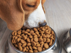 Top Nutritional Dog Food Brands