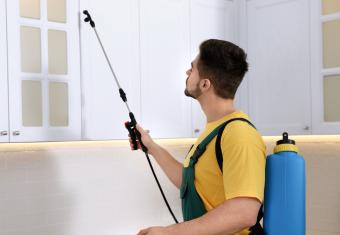 Finding Affordable Pest Control Services Near Me