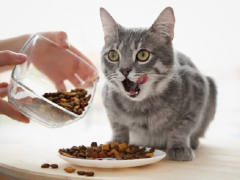 Top Vet-approved Cat Foods