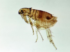 Types of Flea Control and Their Benefits